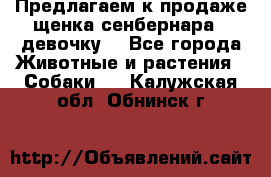 Предлагаем к продаже щенка сенбернара - девочку. - Все города Животные и растения » Собаки   . Калужская обл.,Обнинск г.